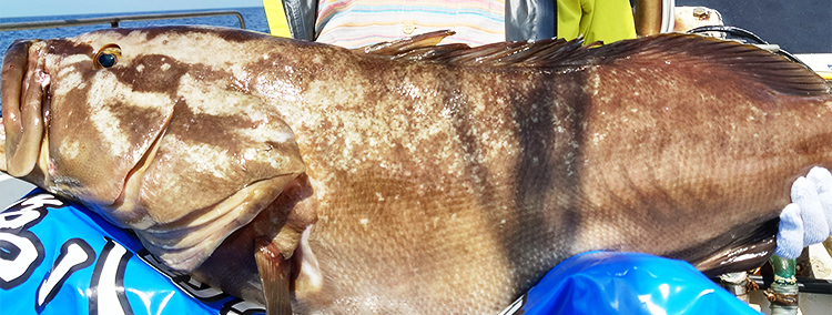釣りプラン（料金・予約）
